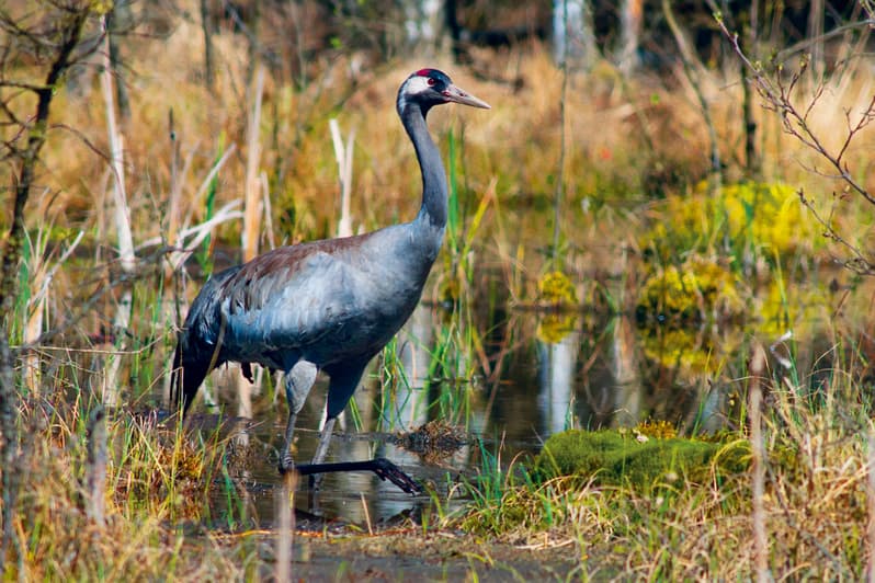 Vogelzug im Herbst in der Lüneburger Heide