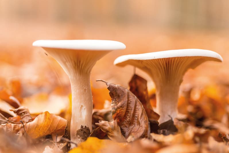 Pilze in der Lüneburger Heide