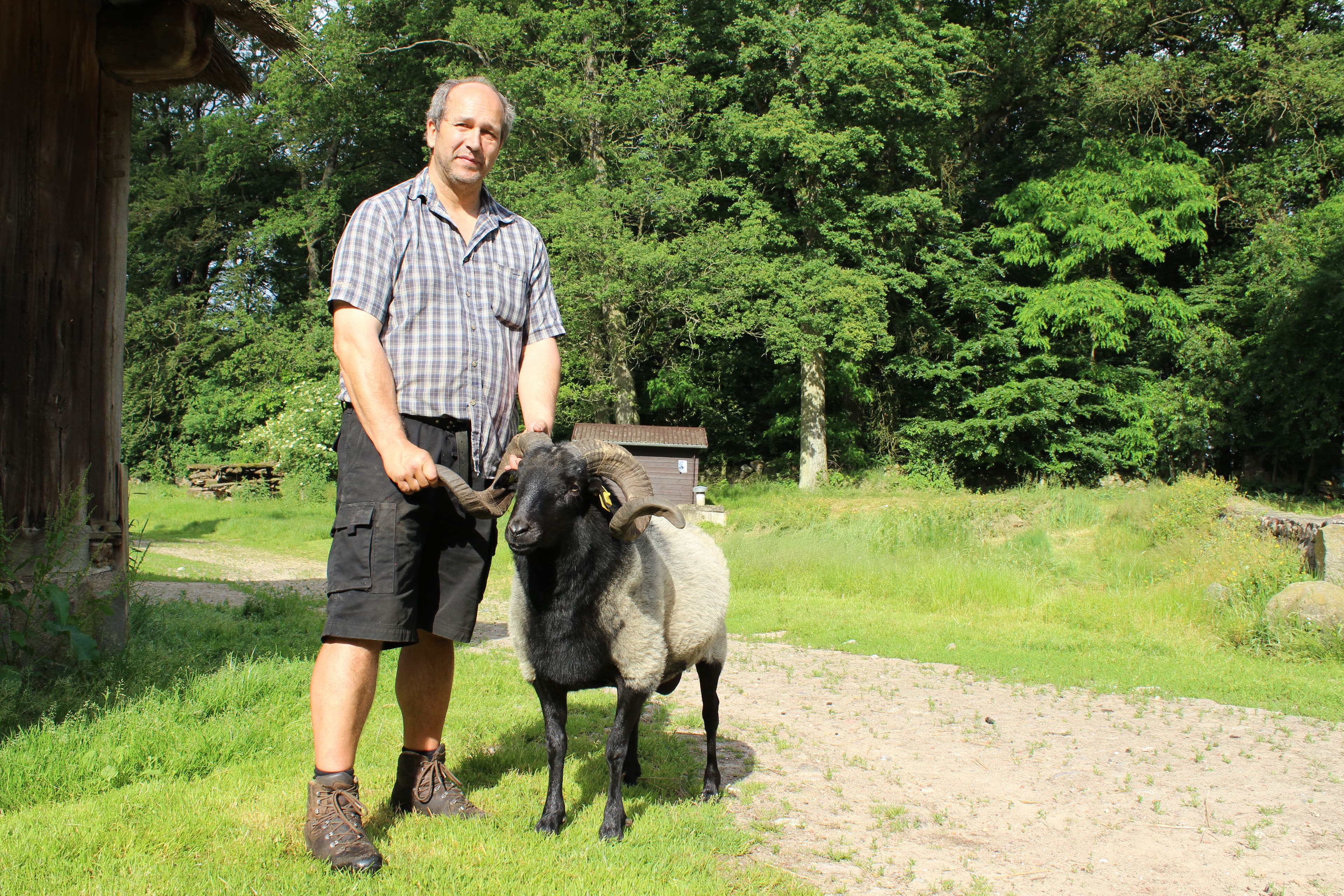 heidschnucken schaefer lueneburger heide