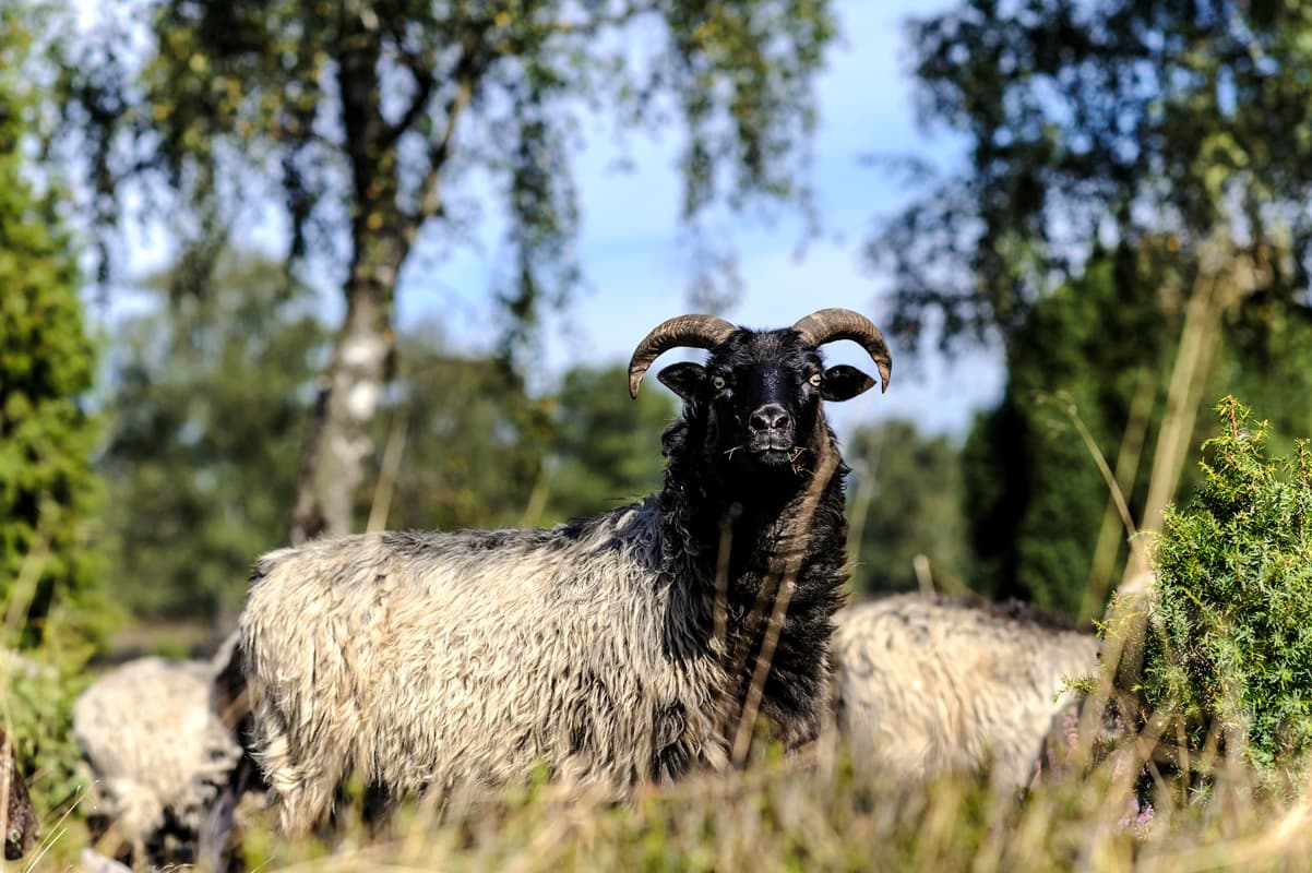 Heidschnucke das wappentier der heide