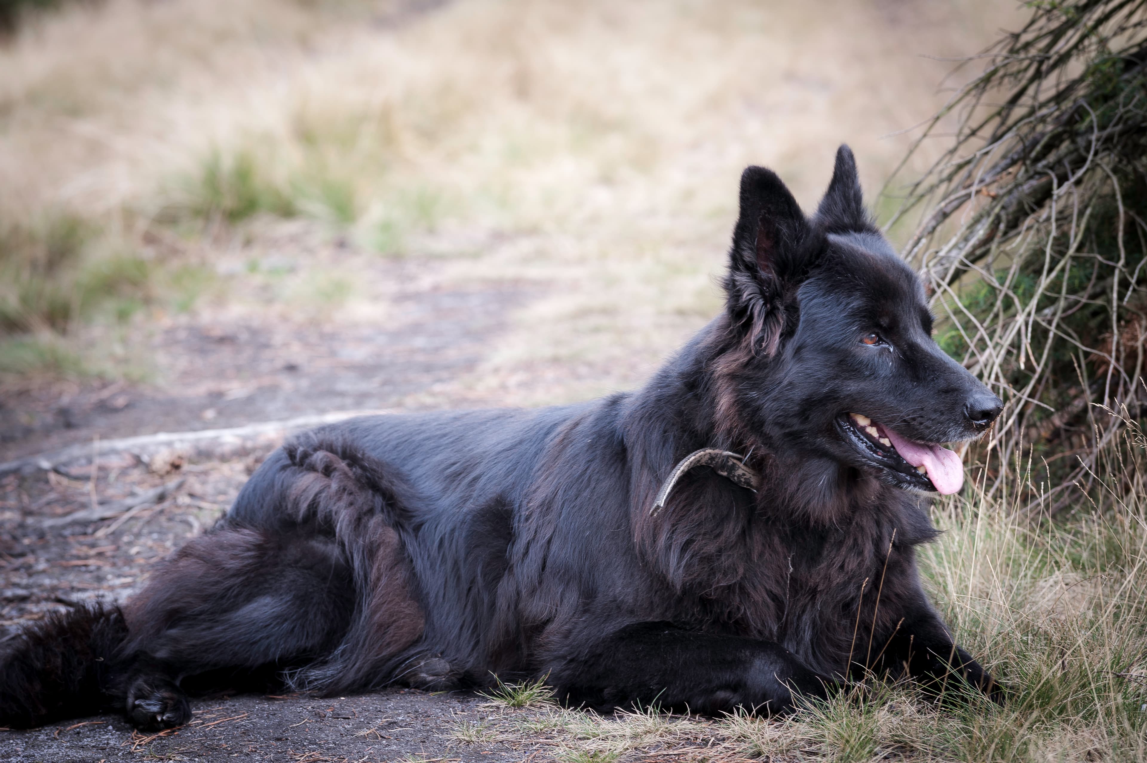 huetehund in der lüneburger heide