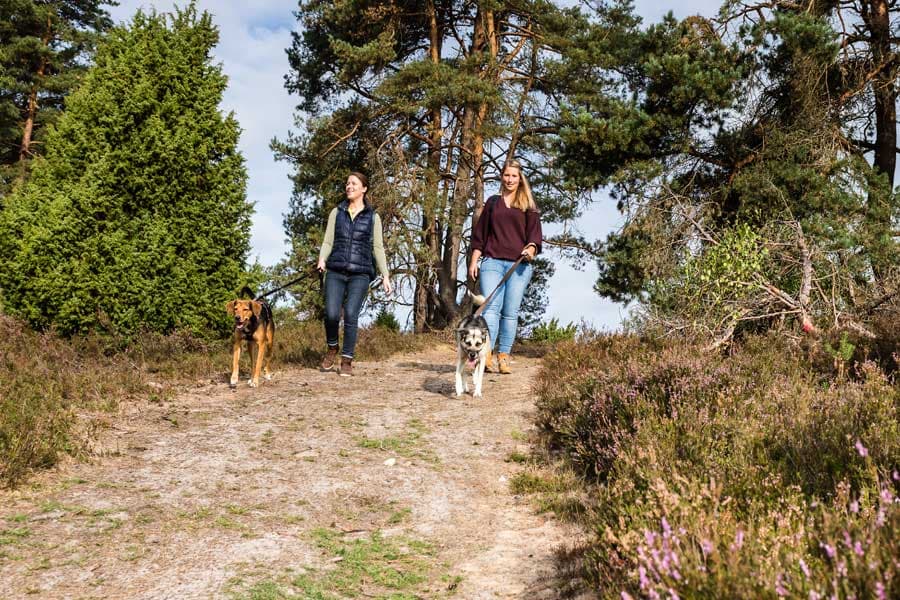 zwei hunde lüneburger heide