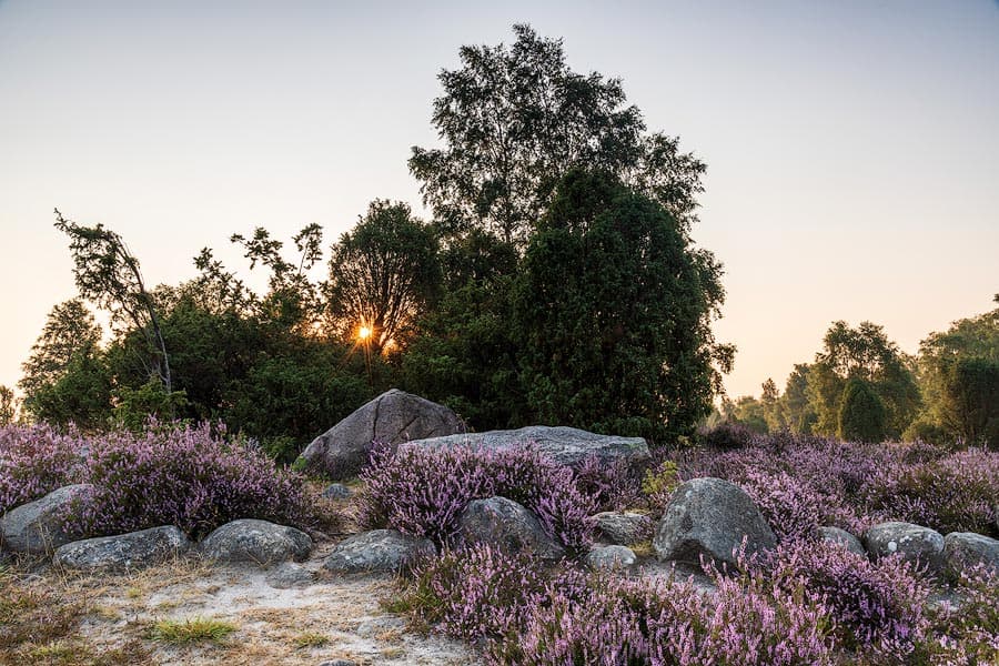 Hannibals Grab bei Wilsede im Sonnenaufgang zur Heidebluete in der Lueneburger Heide