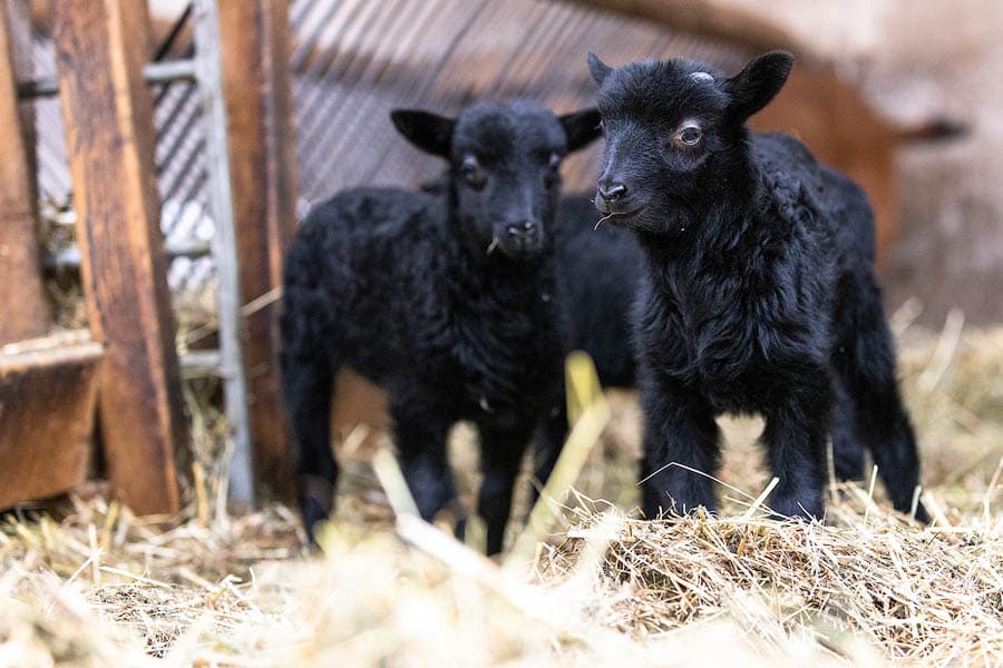 Heidschnuckenlämmer im Stall in Schneverdingen in der Lüneburger Heide