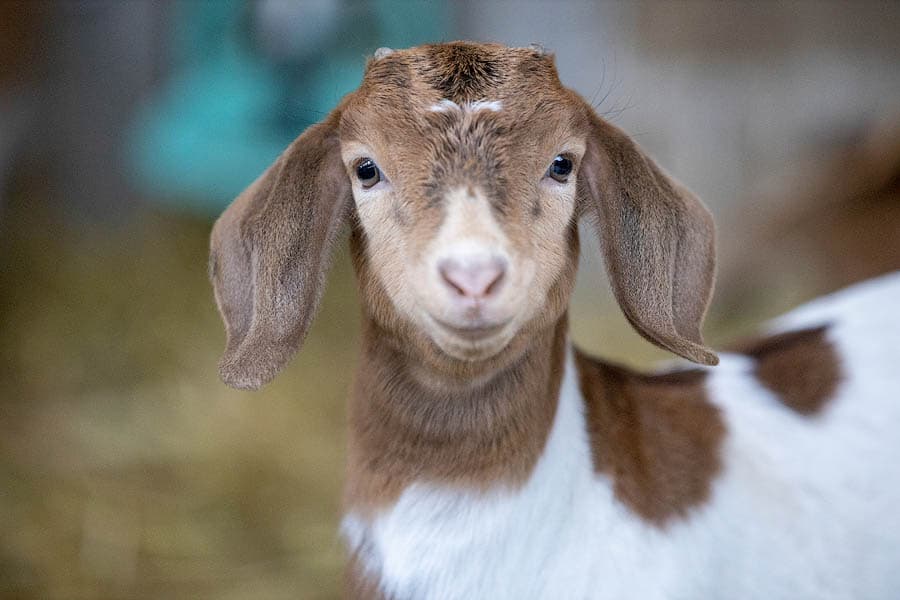Portrait einer Ziege im Heidschnuckenstall