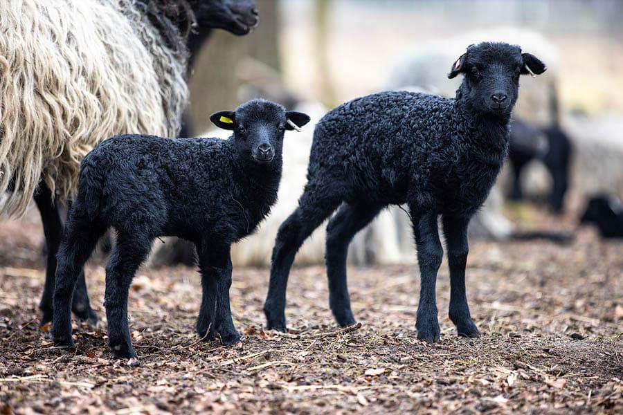 Heidschnuckenlämmer im im Lammgatter in Schneverdingen in der Lüneburger Heide