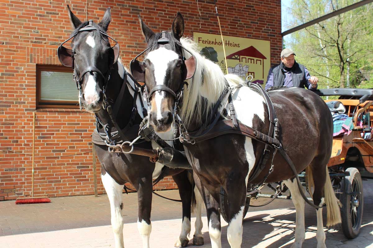 ebay-pferde-kutscher-heins