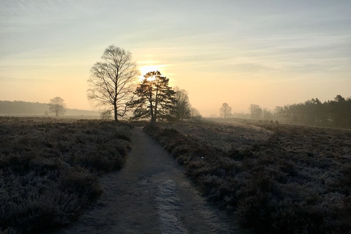 Wietzer Berg bei Müden (Örtze)