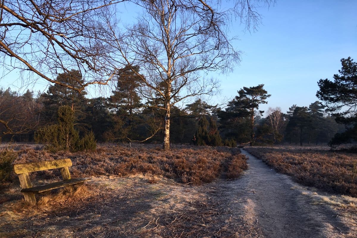 Wietzer Berg bei Müden (Örtze)