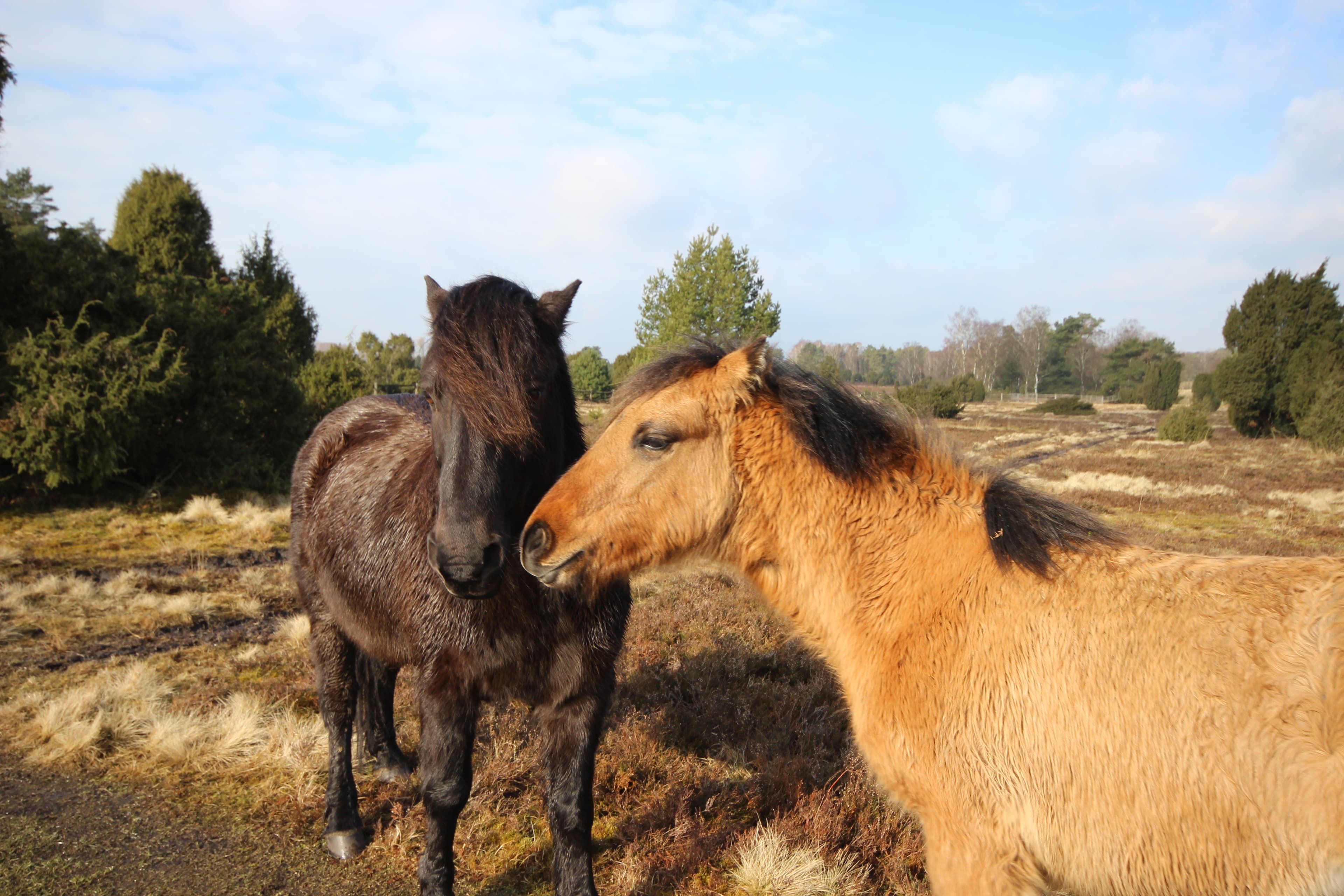 Dülmener Pferde im Radenbachtal bei Undeloh