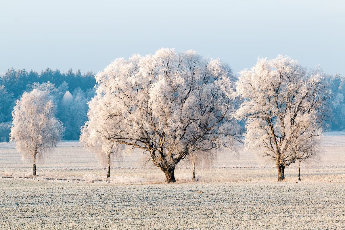 Teufelsheide bei Schmarbeck im Naturpark Südheide Lüneburger Heide Winterwandern Winterurlaub