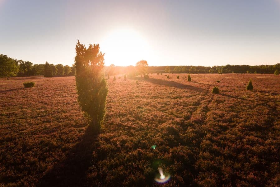 Abendstimmung auf dem Naturerlebnispfad SüdheideEvening atmosphere on the Südheide nature trailAftenstemning på naturstien SüdheideAvondsfeer op het natuurpad Südheide