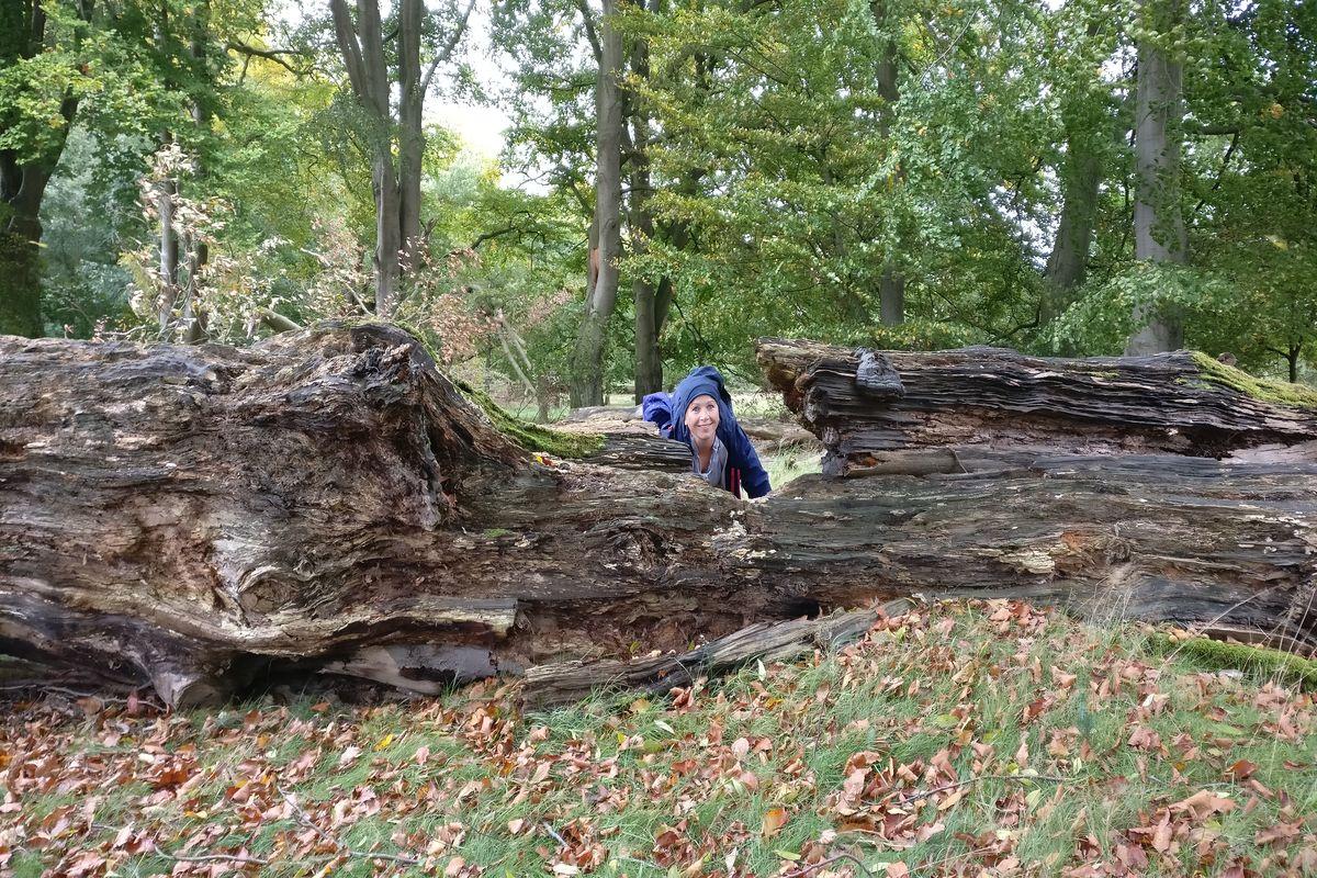 umgestürzter alter Baum in Wilsede