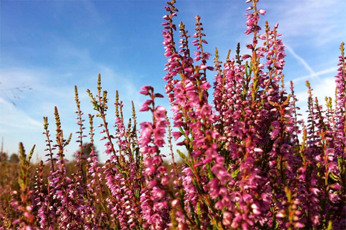 Die Besenheide ist von der Loki Schmidt Stiftung zur Blume des Jahres 2019 gekürt worden.