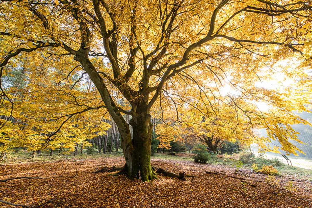 was macht man im herbst in der lüneburger heide