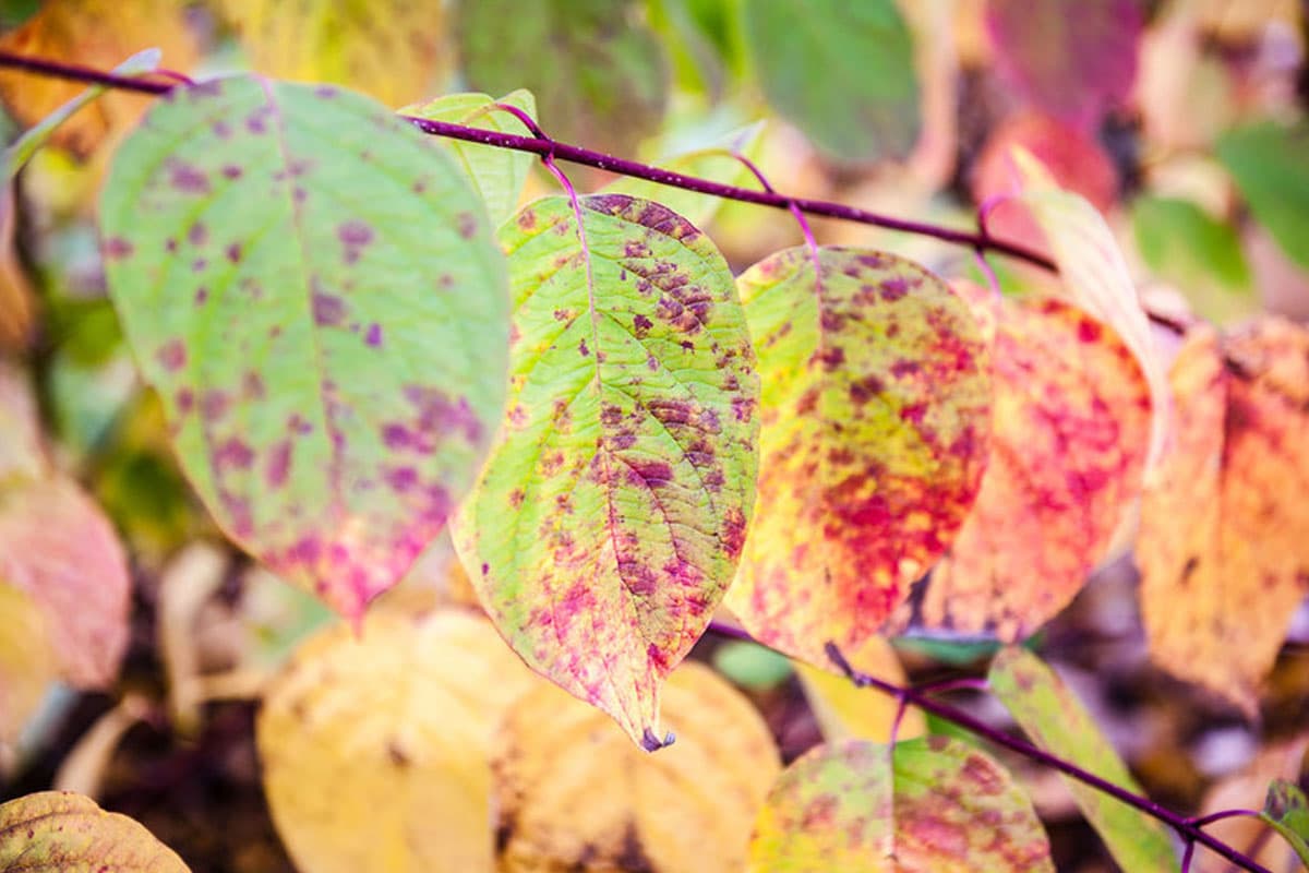 buntes laub, indan summer im lüneburger heide herbst