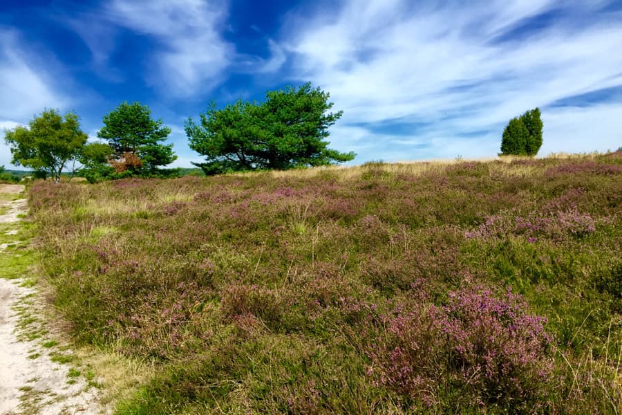 Undeloh liegt direkt im Naturschutzgebiet Lüneburger Heide mit direktem Zugang zum Wilseder Berg. Die Undeloher Heide verbindet Undeloh mit Wilsede, dem Totengrund und dem Wilseder Berg.