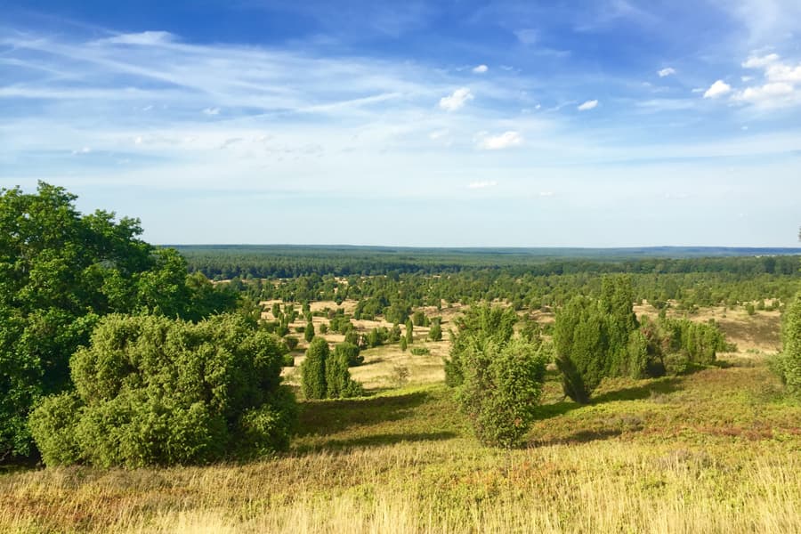 Die Heideblüte am Wilseder Berg in Undeloh ist eine der schönsten mit einer atemberaubenden Fernsicht in das Naturschutzgebiet Lüneburger Heide. Das Wahrzeichen der Heide misst 169 Meter und ist damit die höchste Erhebung in Norddeutschland