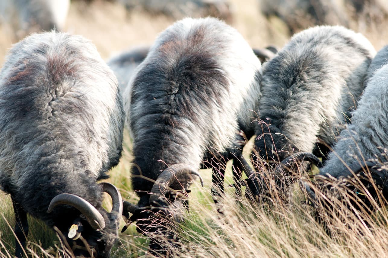 Heidschnucken Lüneburger Heide Wanderweg Heidschnuckenweg