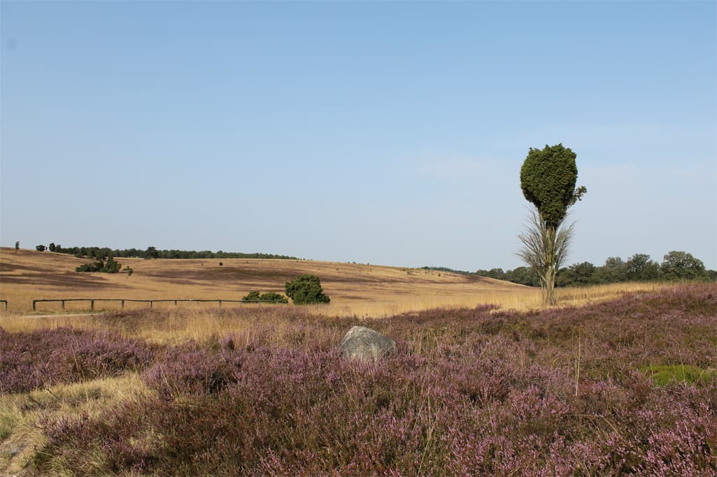 Heidschnuckenweg bei Niederhavebeck wandern