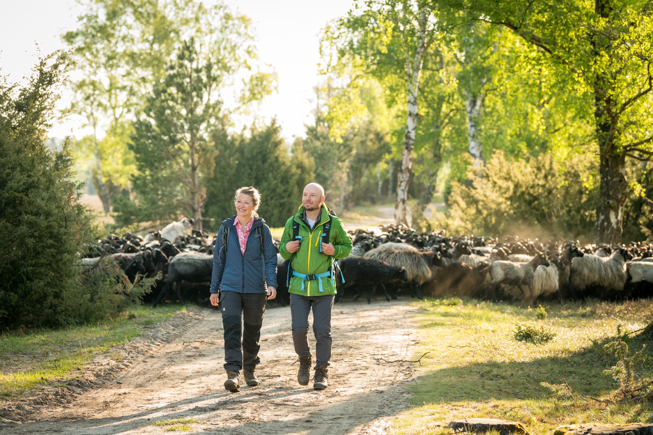 Oberoher Heide bei Müden (Örtze) Wandern Heidschnuckenweg Heidschnuckenherde