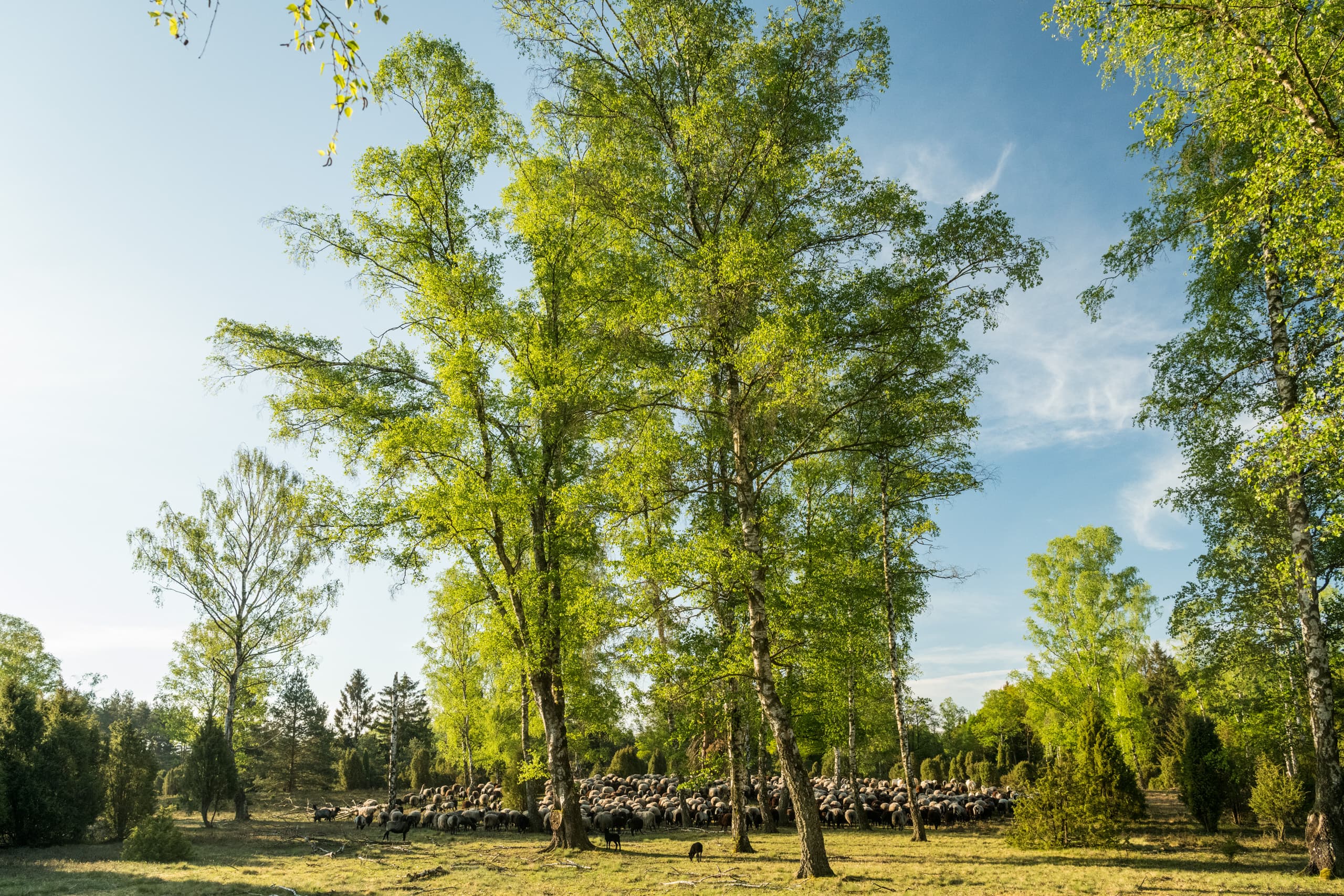 Birken in der Oberoher Heide auf dem Heidschnuckenweg