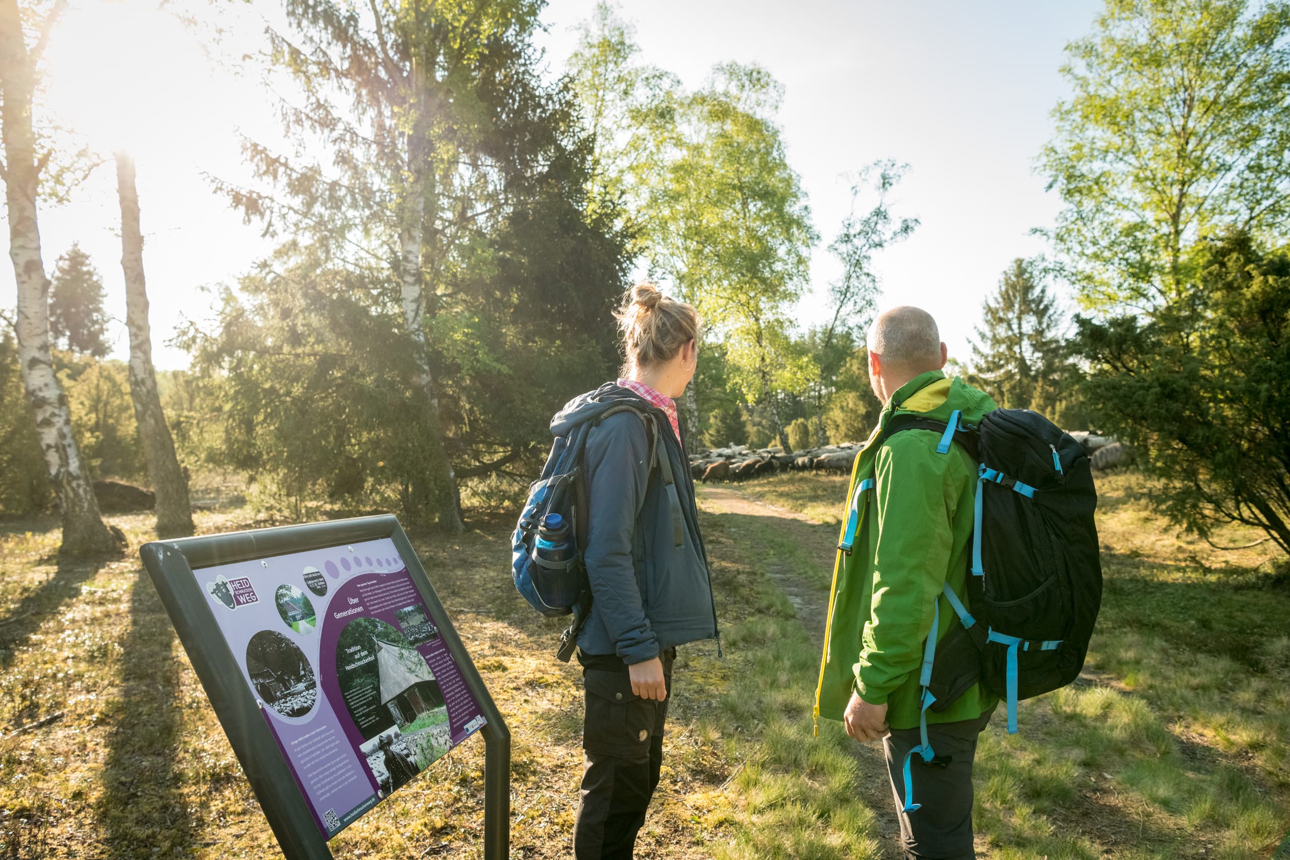 In der Oberoher Heide bei Müden (Örtze) am Heidschnuckenweg Wandern