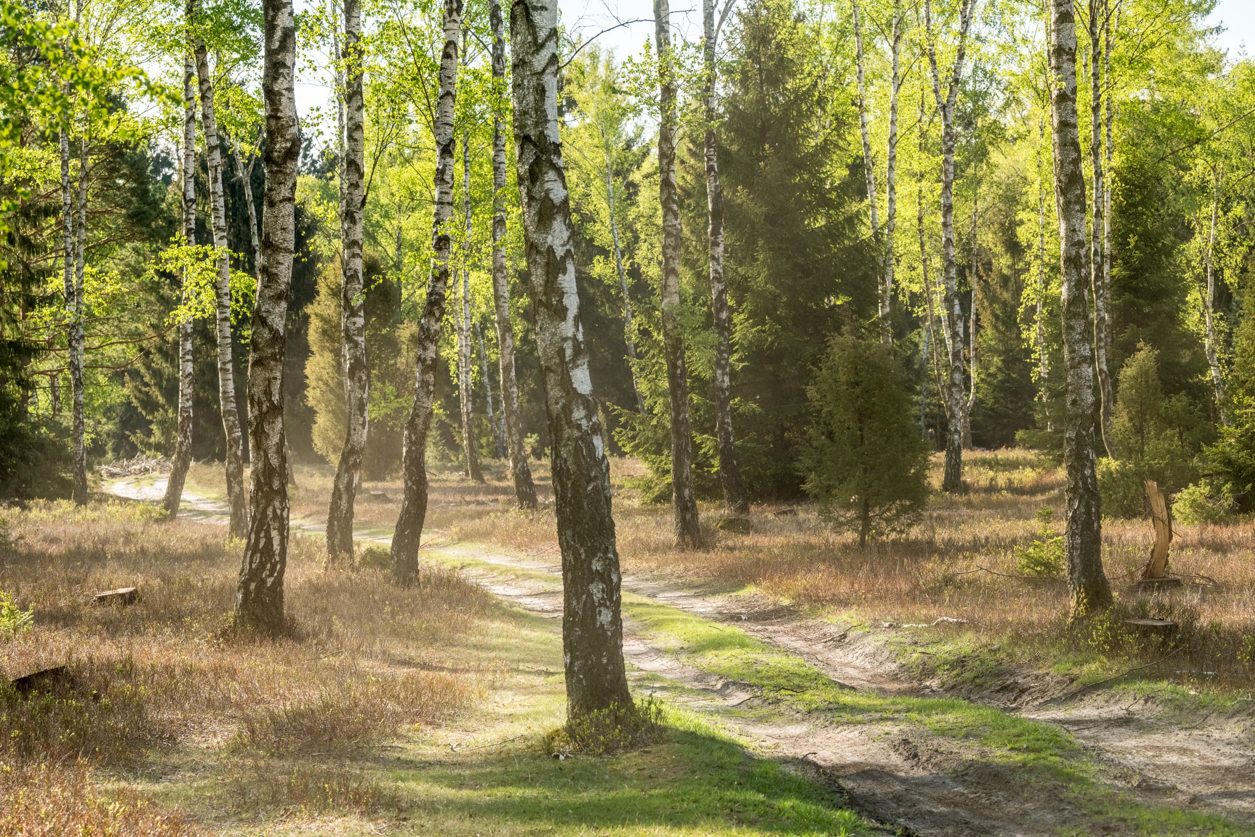 Birken in der Oberoher Heide bei Müden (Örtze) auf dem Heidschnuckenweg Wandern