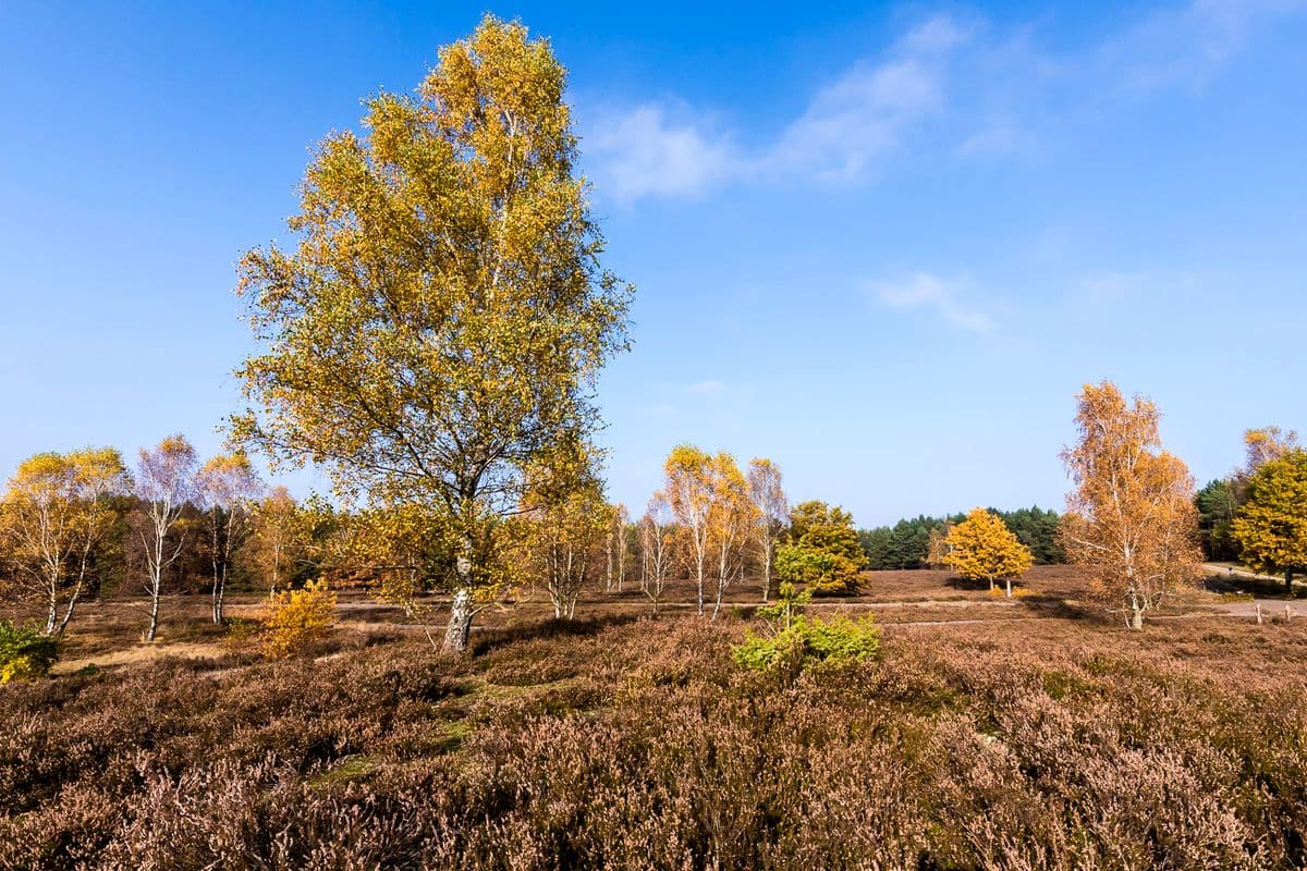 Severloher Heide bei Hermannsburg Südheide Wandern Heidschnuckenweg