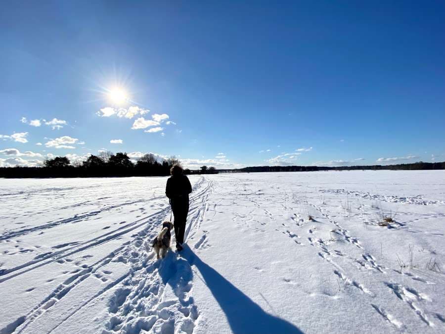 Schneebedeckter Heidschnuckenweg im Wacholderwald Schmarbeck in der Südheide