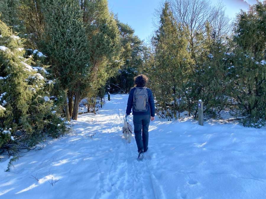 Wacholder am verschneiten Heidschnuckenweg im Wacholderwald Schmarbeck in der Lüneburger Heide