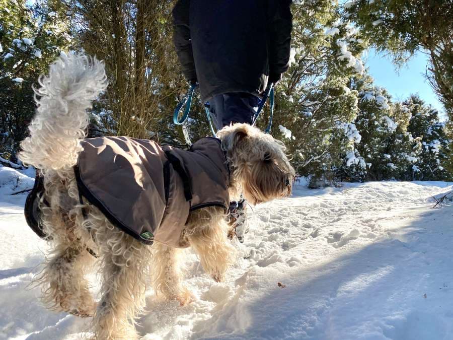 Hund im Wacholderwald Schmarbeck im Winter Schnee in der Lüneburger Heide