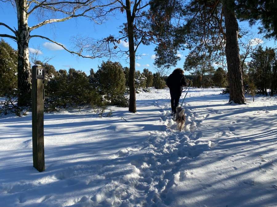 Spaziergang durch den Wacholderwald Schmarbeck im Schnee mit Hund