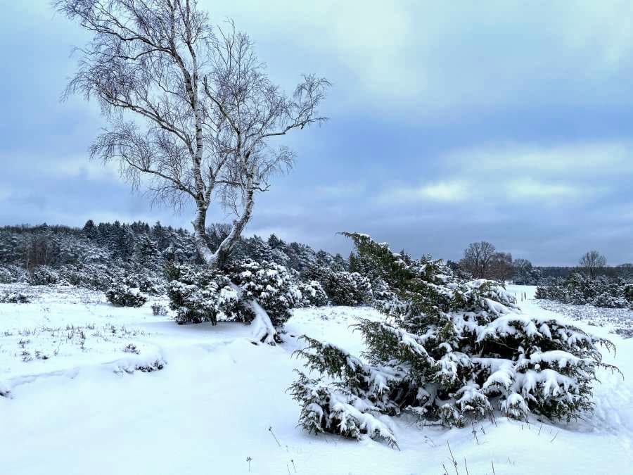 Birken am Rand des Heidschnuckenwegs im Wacholderwald Schmarbeck Südheide im verschneiten Winterwunderland