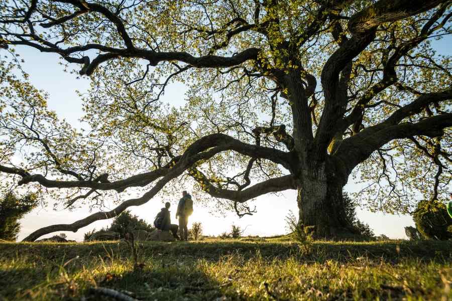Mächtige Eiche direkt am Rand des Totengrunds auf der Heideschleife Wilseder BergMighty oak right on the edge of the Totengrund on the Wilseder Berg heath loopMægtig eg lige på kanten af Totengrund på Wilseder Berg hedesløjfeMachtige eik aan de rand van de Totengrund op de Wilseder Berg heideloop