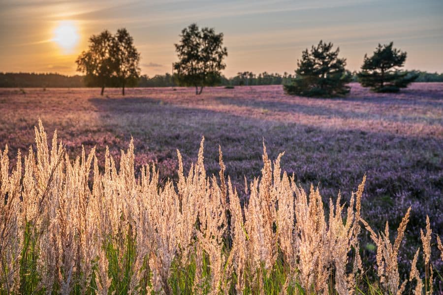 Sonnenuntergang Heideblüte Heidschnuckenweg Wandern