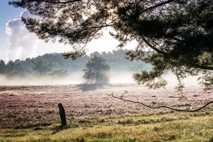 Morgenstimmung in der Fischbeker Heide