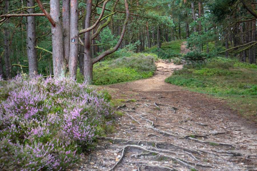 Fischbeker Heide Rundwanderweg Heideschleife