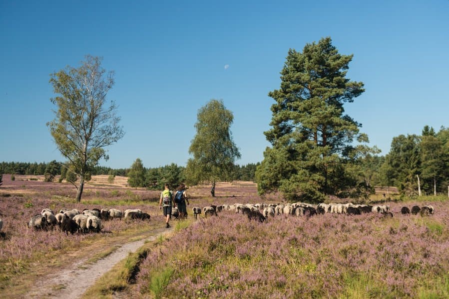 schöne wanderwege führen durch das büsenbachtal bei handeloh in der lüneburger heidebeautiful hiking trails lead through the büsenbach valley near handeloh in the lüneburg heathsmukke vandrestier fører gennem büsenbach-dalen nær handeloh i lüneburgs hedeprachtige wandelpaden leiden door het büsenbachtal bij handeloh in de lüneburger heide