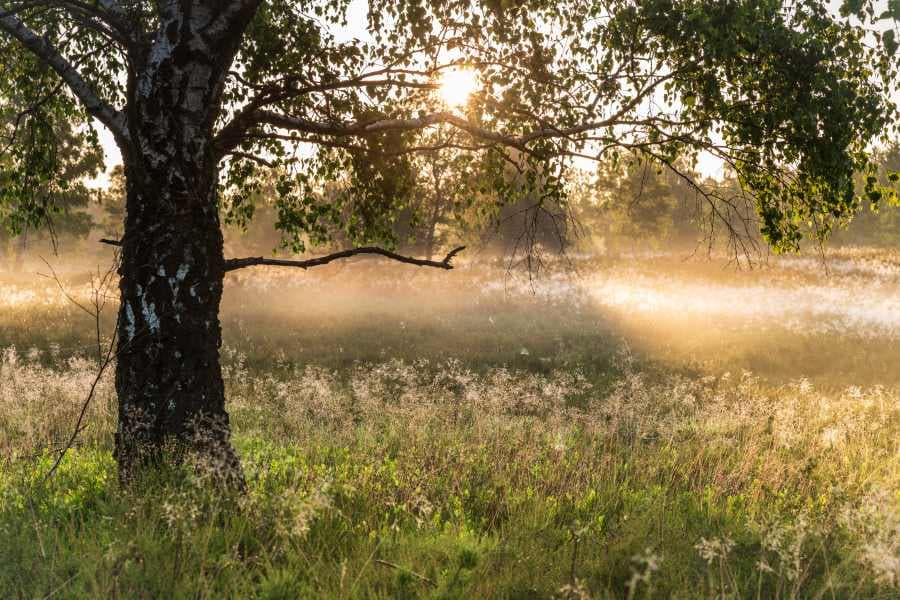Weseler Heide Sonnenuntergang Heideschleife RundwanderwegWeseler Heide sunset Heideschleife circular hiking trailWeseler Heide solnedgang Heideschleife cirkulær vandrestiWeseler Heide zonsondergang Heideschleife rondwandelroute
