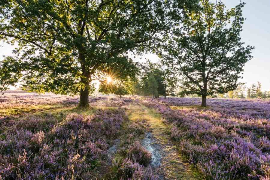 Heideschleife Wilseder Berg RundwanderwegHeath loop Wilseder Berg circular hiking trailHede-loop Wilseder Berg cirkulær vandrestiHeidelus Wilseder Berg rondwandelroute