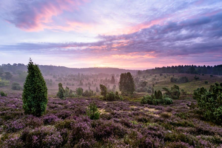 Sonnenuntergang am Totengrund an der Heideschleife Wilseder BergSunset at the Totengrund on the Wilseder Berg heath loopSolnedgang ved Totengrund på Wilseder Berg hedesløjfeZonsondergang bij de Totengrund op de Wilseder Berg heideloop