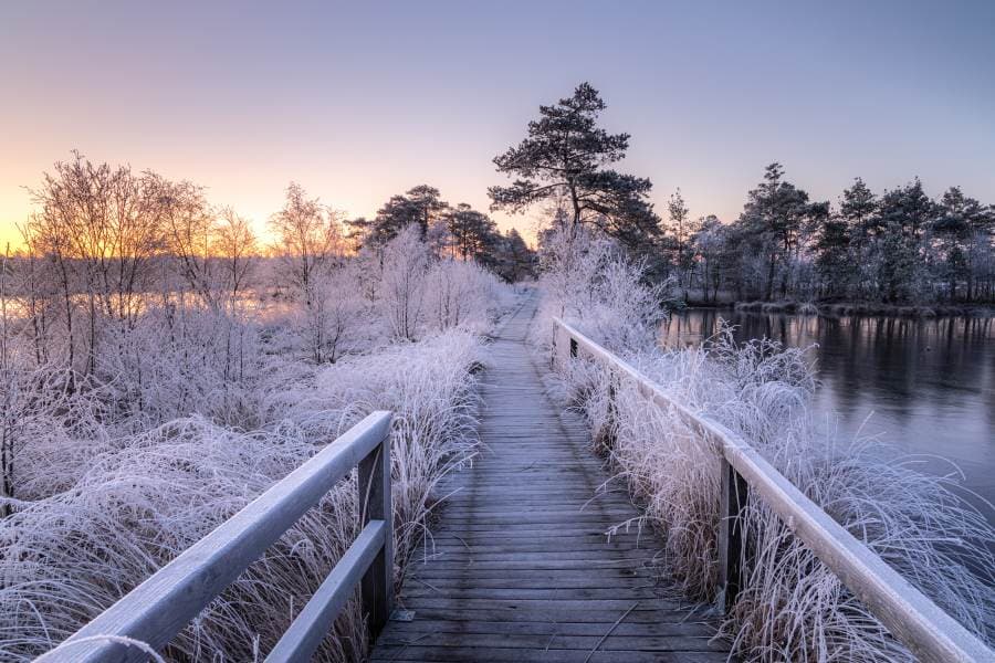 Frost im Pietzmoor Heideschleife RundwanderwegFrost in Pietzmoor Heideschleife circular hiking trailFrost i Pietzmoor Heideschleife cirkulær vandrestiVorst in Pietzmoor Heideschleife rondwandelroute
