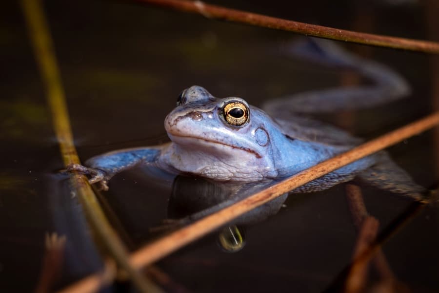 Blaue Moorfrösche im Pietzmoor SchneverdingenBlue moor frogs in the Pietzmoor SchneverdingenBlå hedefrøer i Pietzmoor SchneverdingenBlauwe heikikkers in het Pietzmoor Schneverdingen
