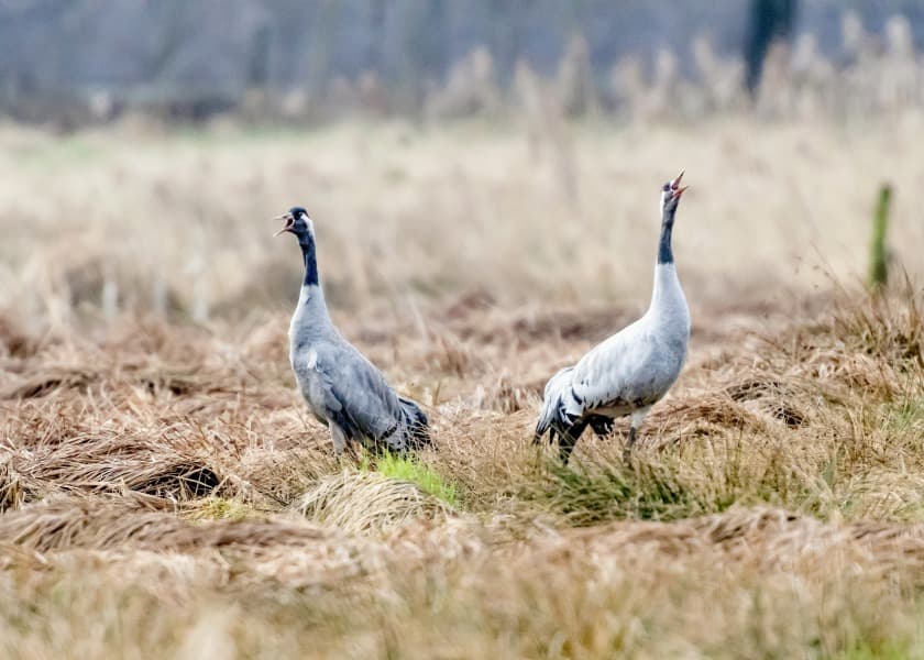 Kraniche in der Lüneburger HeideCranes in the Lüneburg HeathTraner i Lüneburgs hedeKraanvogels op de Lüneburger Heide