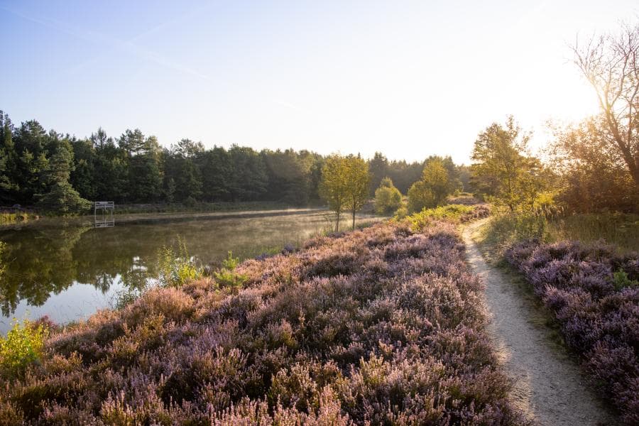 Heidefläche Angelbecksteich in Hermannsburg barrierefreier Rundwanderweg HeideschleifeHeath area Angelbecksteich in Hermannsburg barrier-free circular hiking trail HeideschleifeHedeområdet Angelbecksteich i Hermannsburg barrierefri rundvandresti HeideschleifeHeidegebied Angelbecksteich in Hermannsburg barrièrevrije rondwandeling Heideschleife