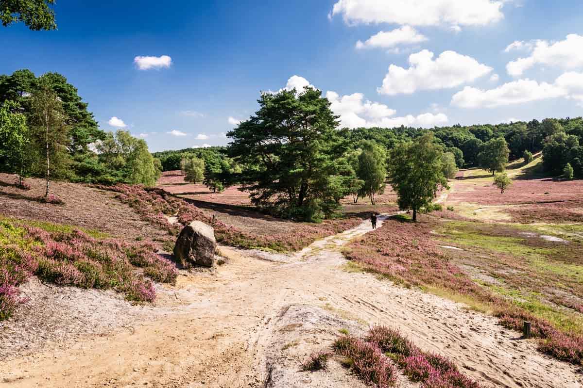 Hamburg Fischbeker Heide Heidschnuckenweg hamburg-fischbeker-heide-heidschnuckenweg
