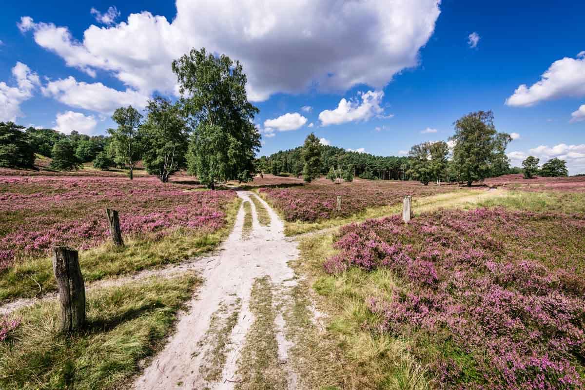 Hamburg Fischbeker Heide Heidschnuckenweg hamburg-fischbeker-heide-heidschnuckenweg